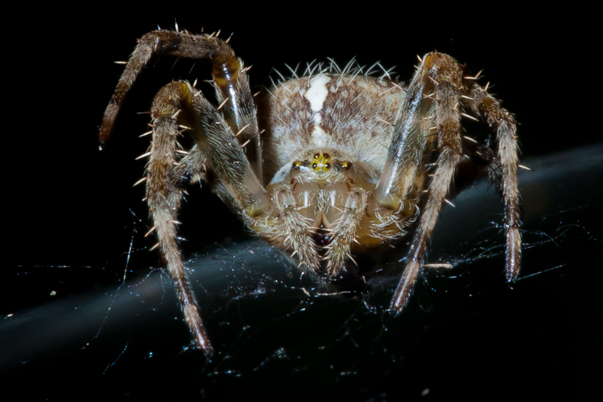 Scary Spiders Pictures London Photographer From