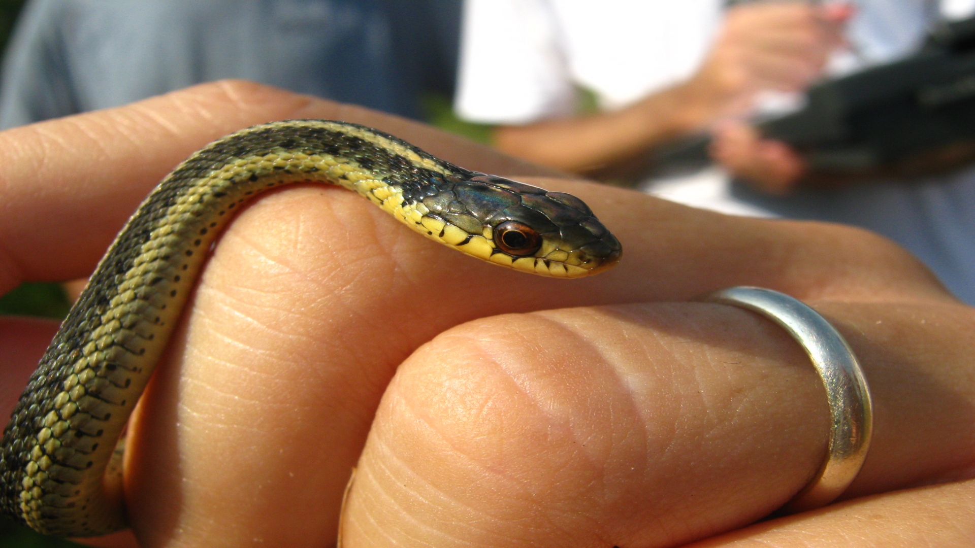 Photo Of Garter Snake