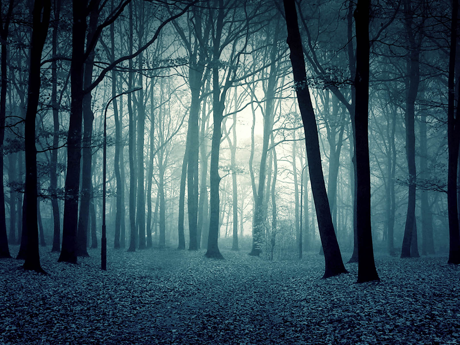 Wallpaper Twilight Forest