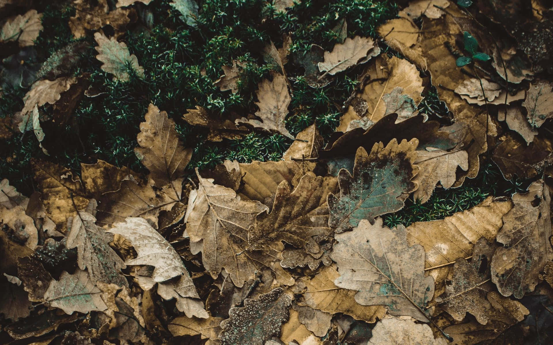 Green And Brown Wallpaper