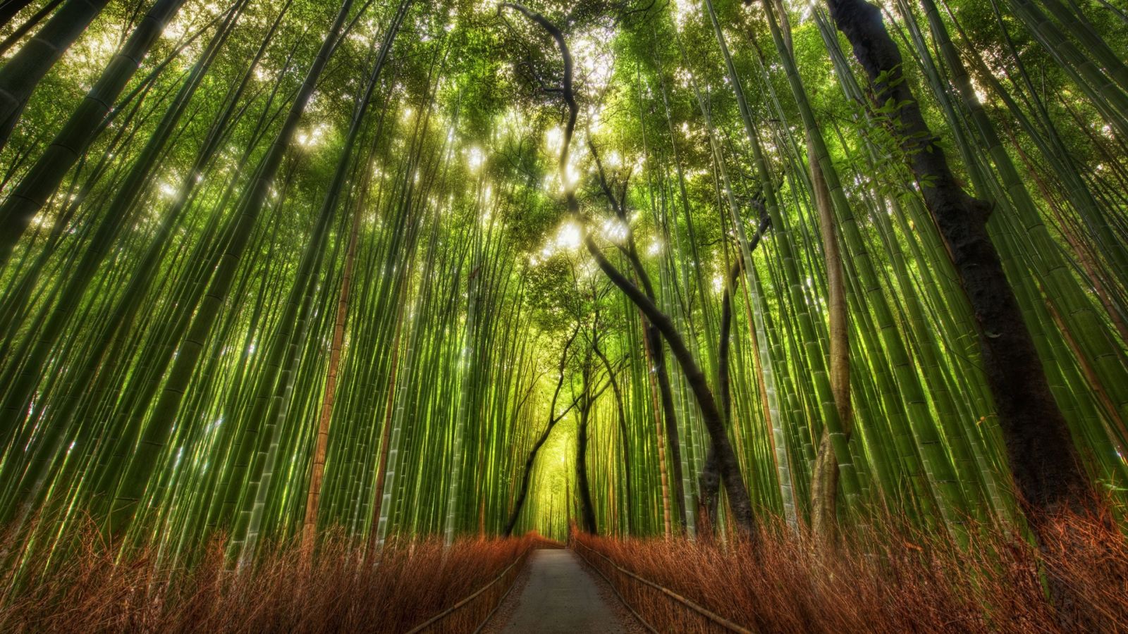 Bamboo Wallpaper Forest Axsoris