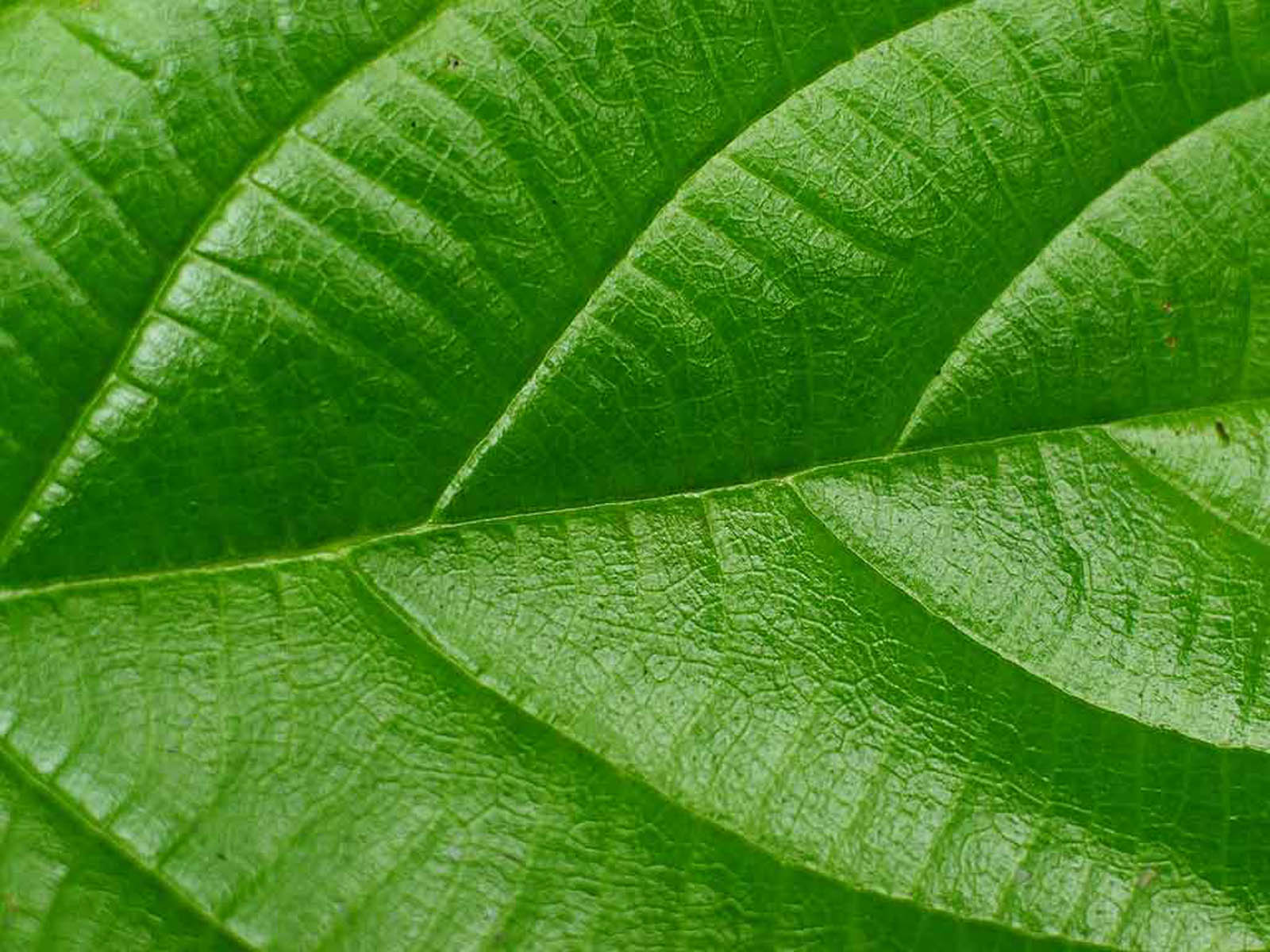 The Green Leaf Wallpaper Desktop