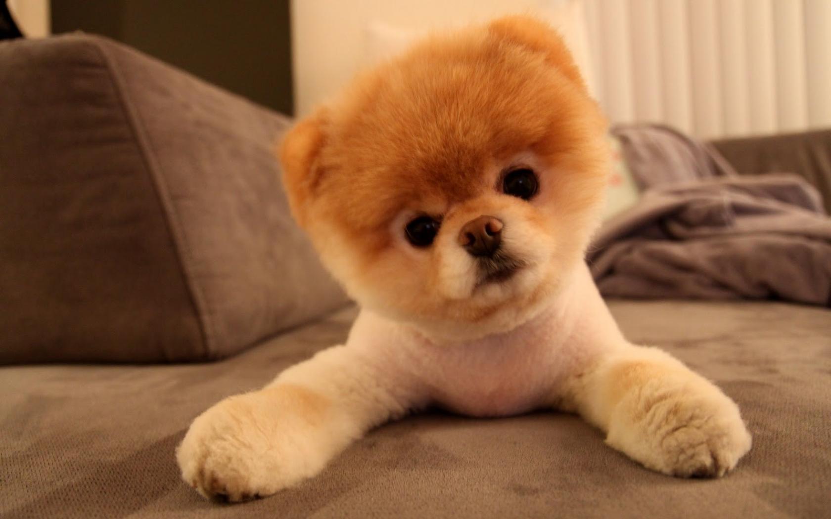 Animals Dogs Pets Pomeranian Boo Wallpaper