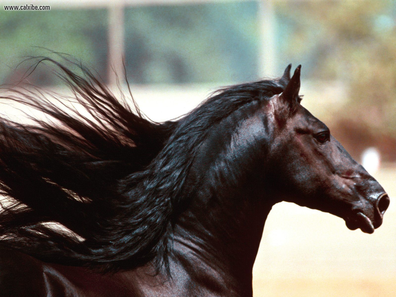 Horse Wallpaper Friesian Black