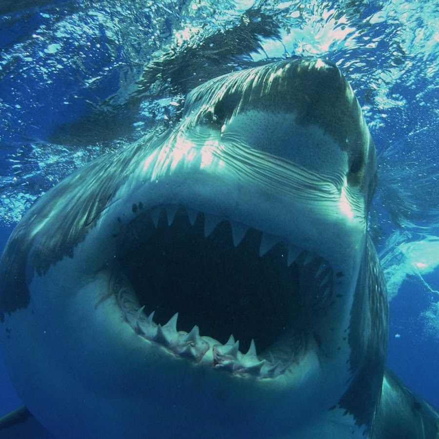 Sharks Live Wallpaper   Android Apps on Google Play 900x900