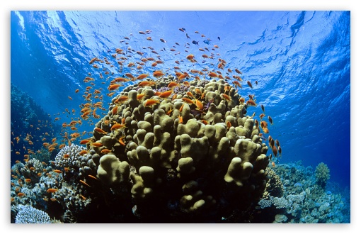 Tropical Reef Fish Wallpaper