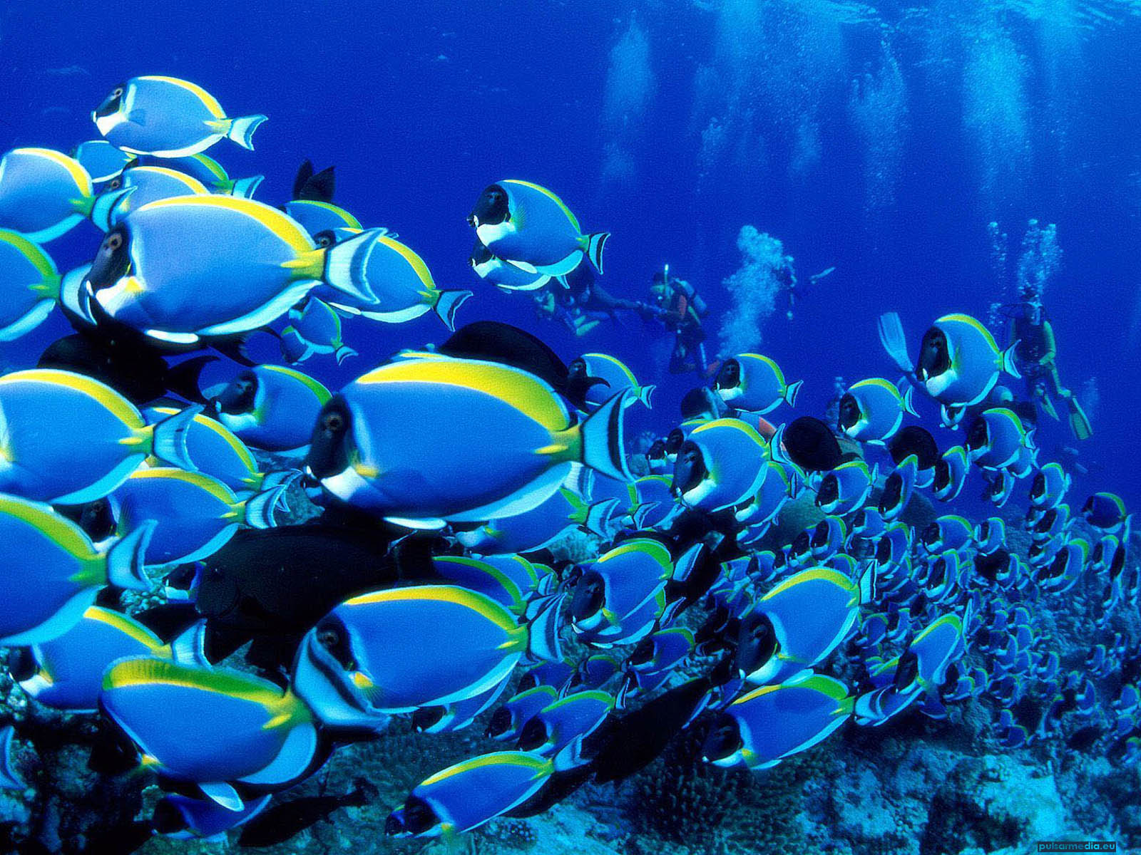 Fish Aquarium Ocean Life Deluxe Wallpaper World
