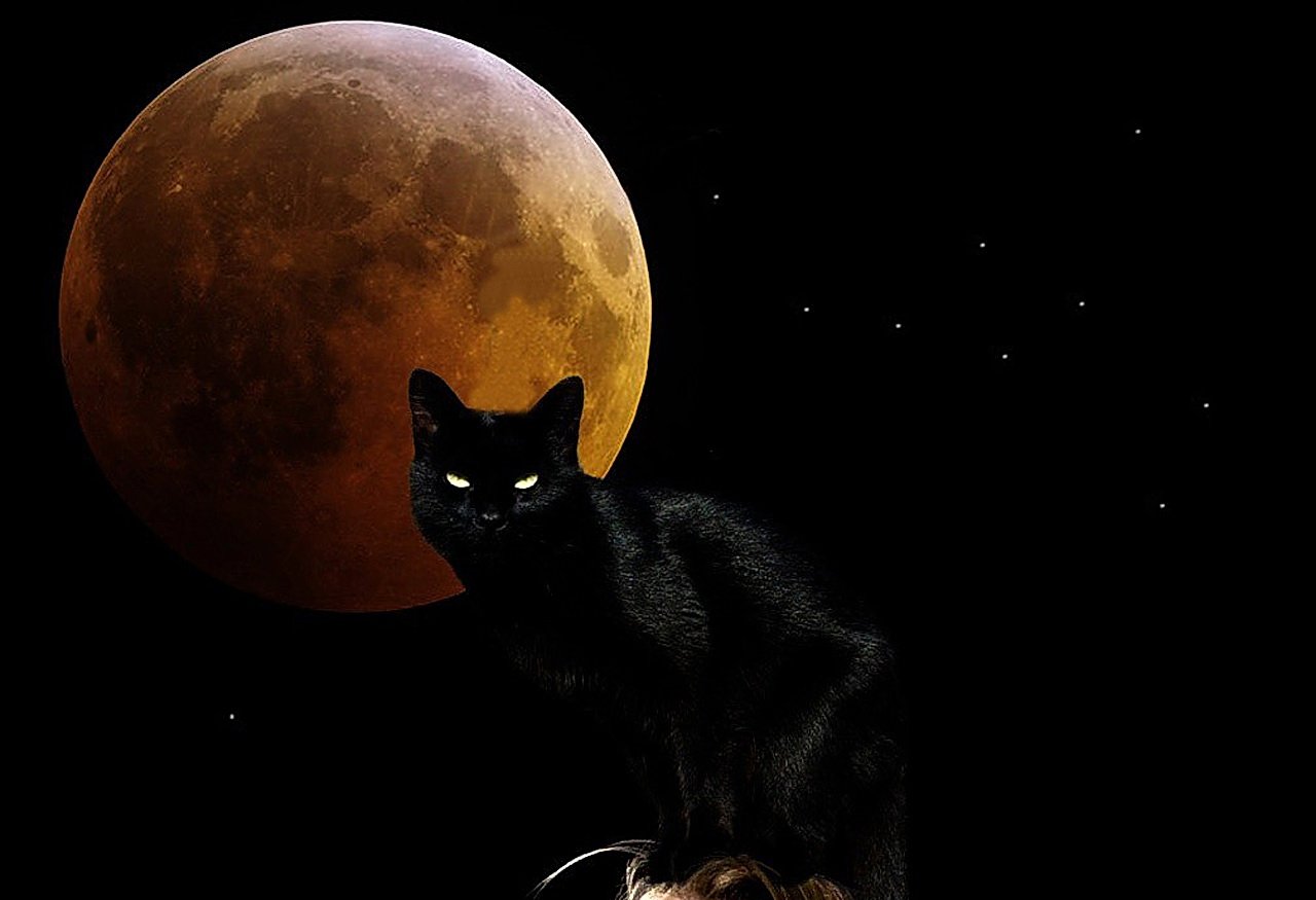 Black Cat And Moon   1280x875 Wallpaper   teahubio 1280x875