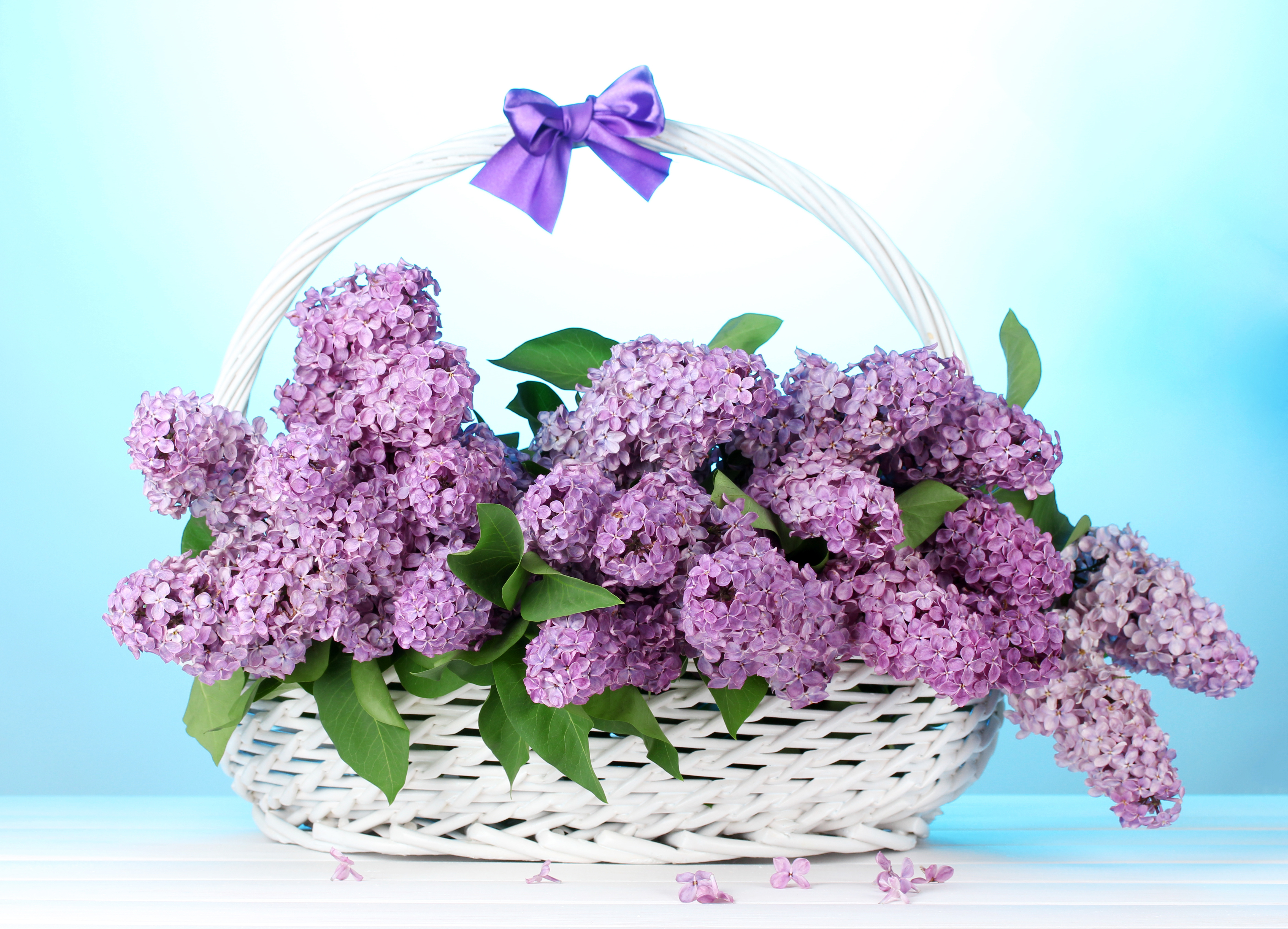 Wallpaper lilac flowers basket bow bunch wallpapers flowers 4676x3372