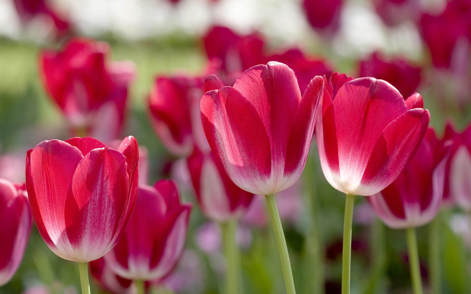 Close-up of vibrant pink tulips in a field, showcasing their delicate petals and fresh green stems