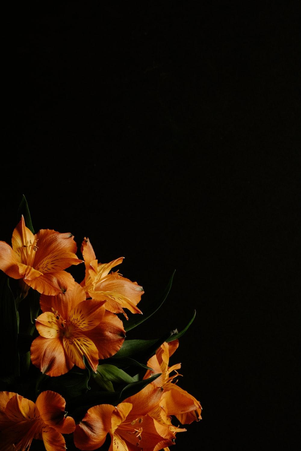 A vase filled with orange flowers on top of a table photo Free