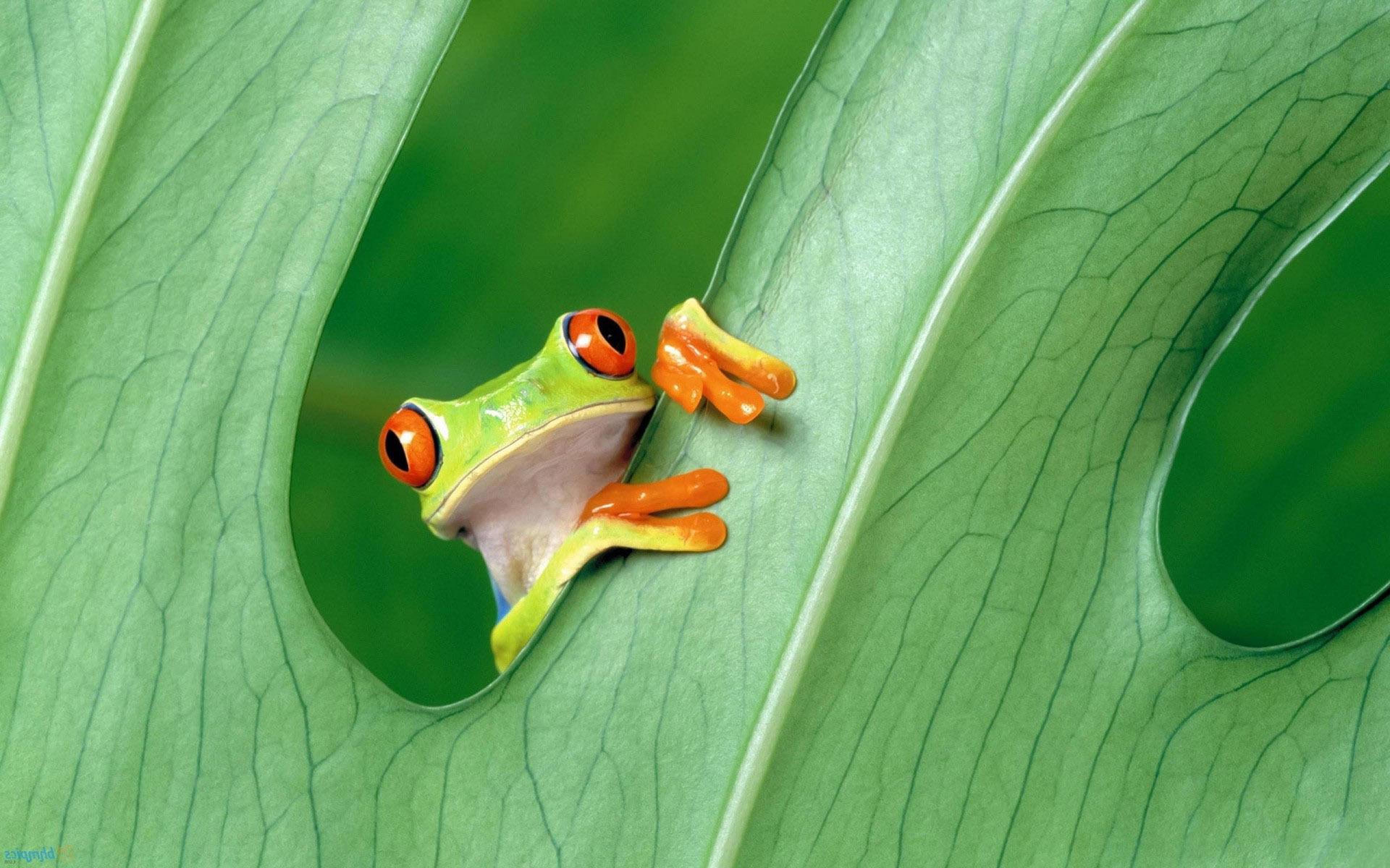 Frog Animals Green HD Wallpaper Desktop Background
