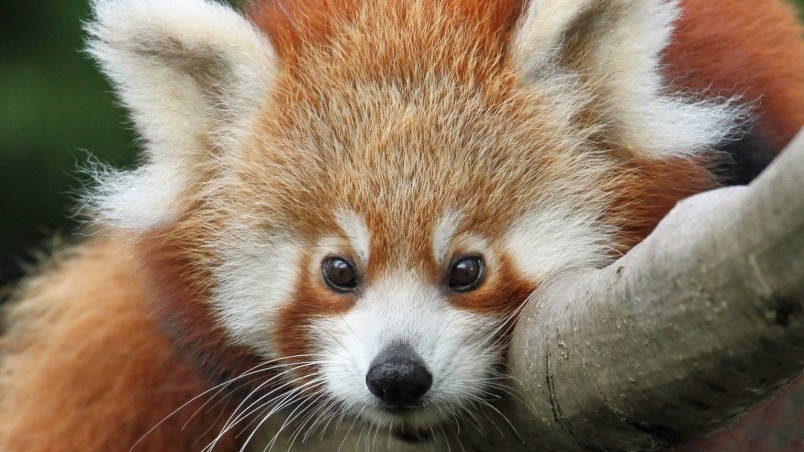 Current Location Home Animals Others Cute Red Panda Wallpaper