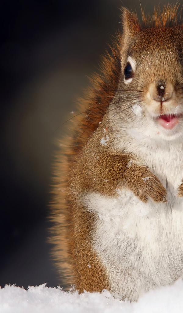 Funny squirrel Desktop wallpapers 600x1024