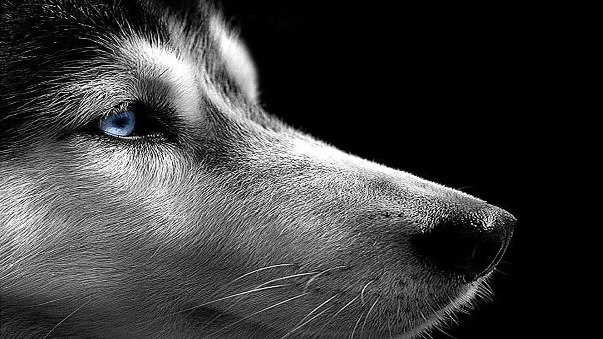 Siberian Husky On The Black Background Wallpaper And Image