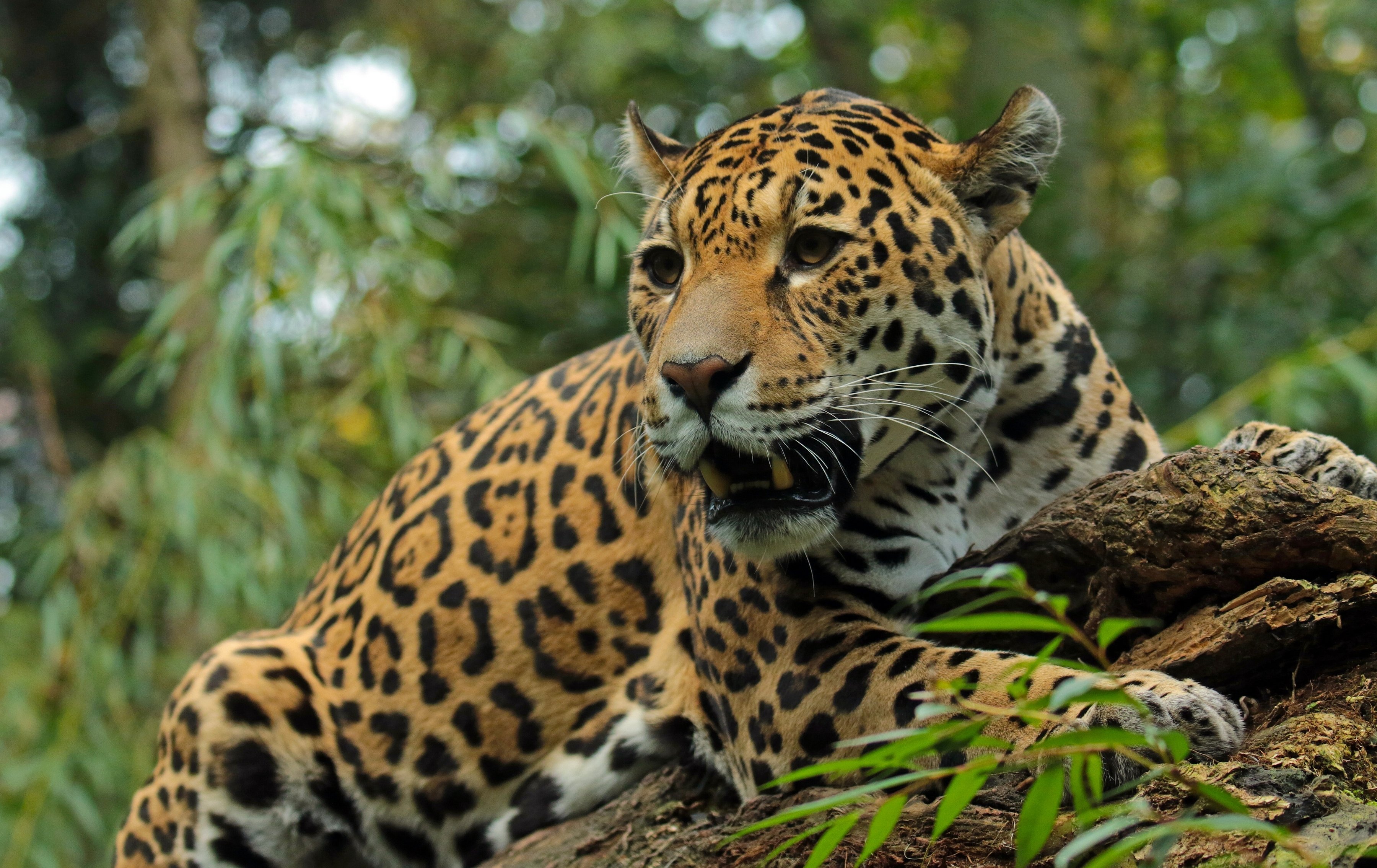 Jaguar Animals Wallpaper HD