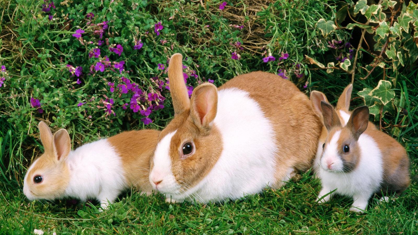 Explore The Collection Rabbits Animal Rabbit