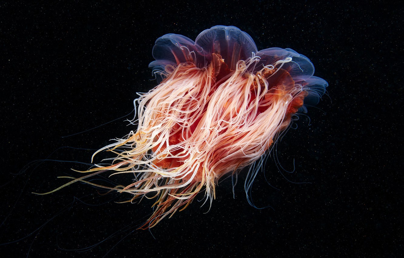 Wallpaper sea water macro Medusa orange transparent