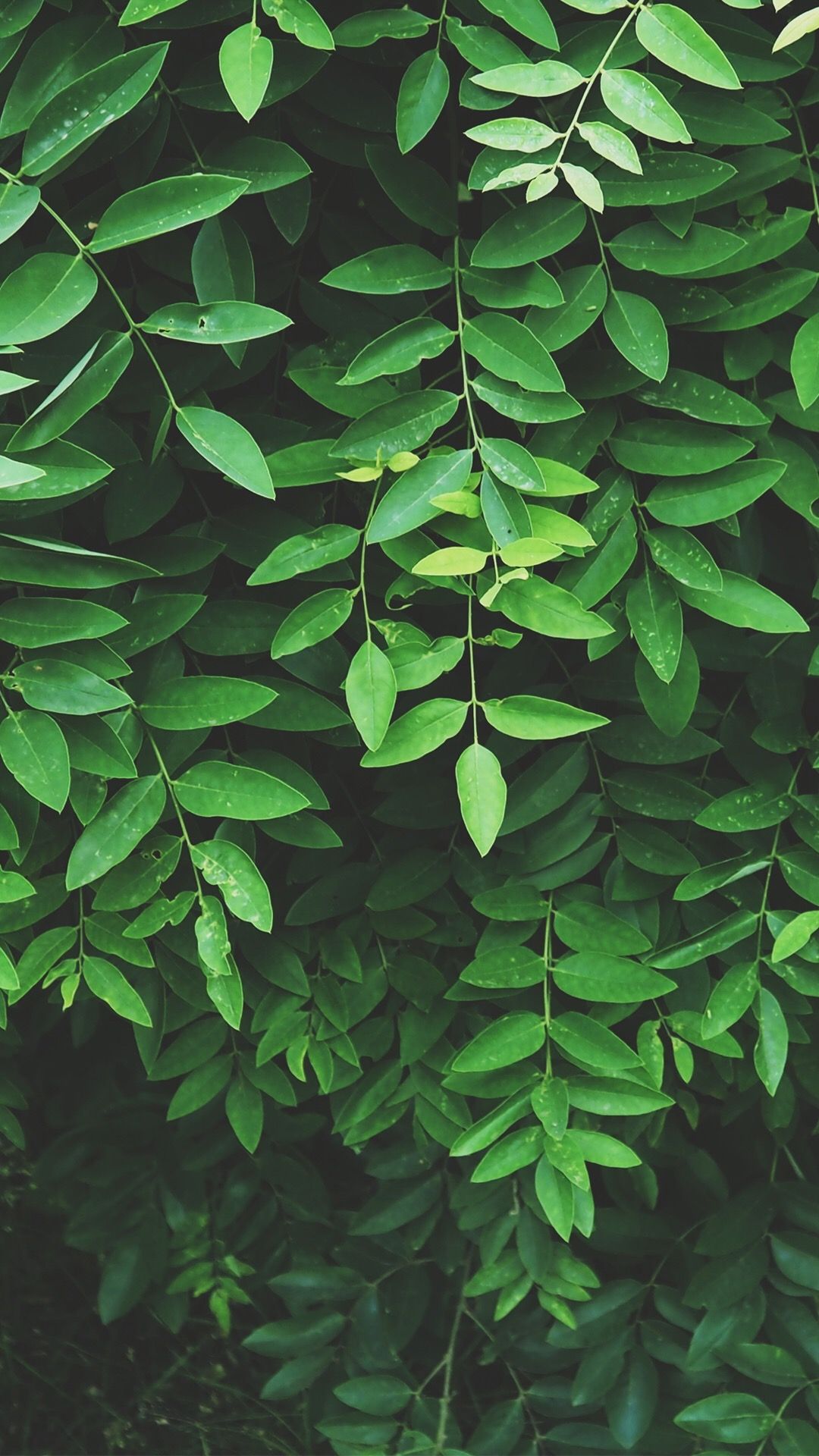 Green Aesthetic  Leaf Wallpaper Download  MobCup