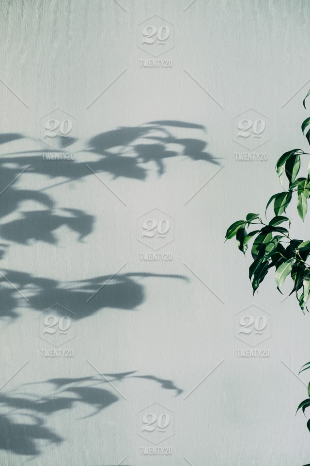 Shadows Of Flowers House Plant On Wall Wallpaper Grey Background