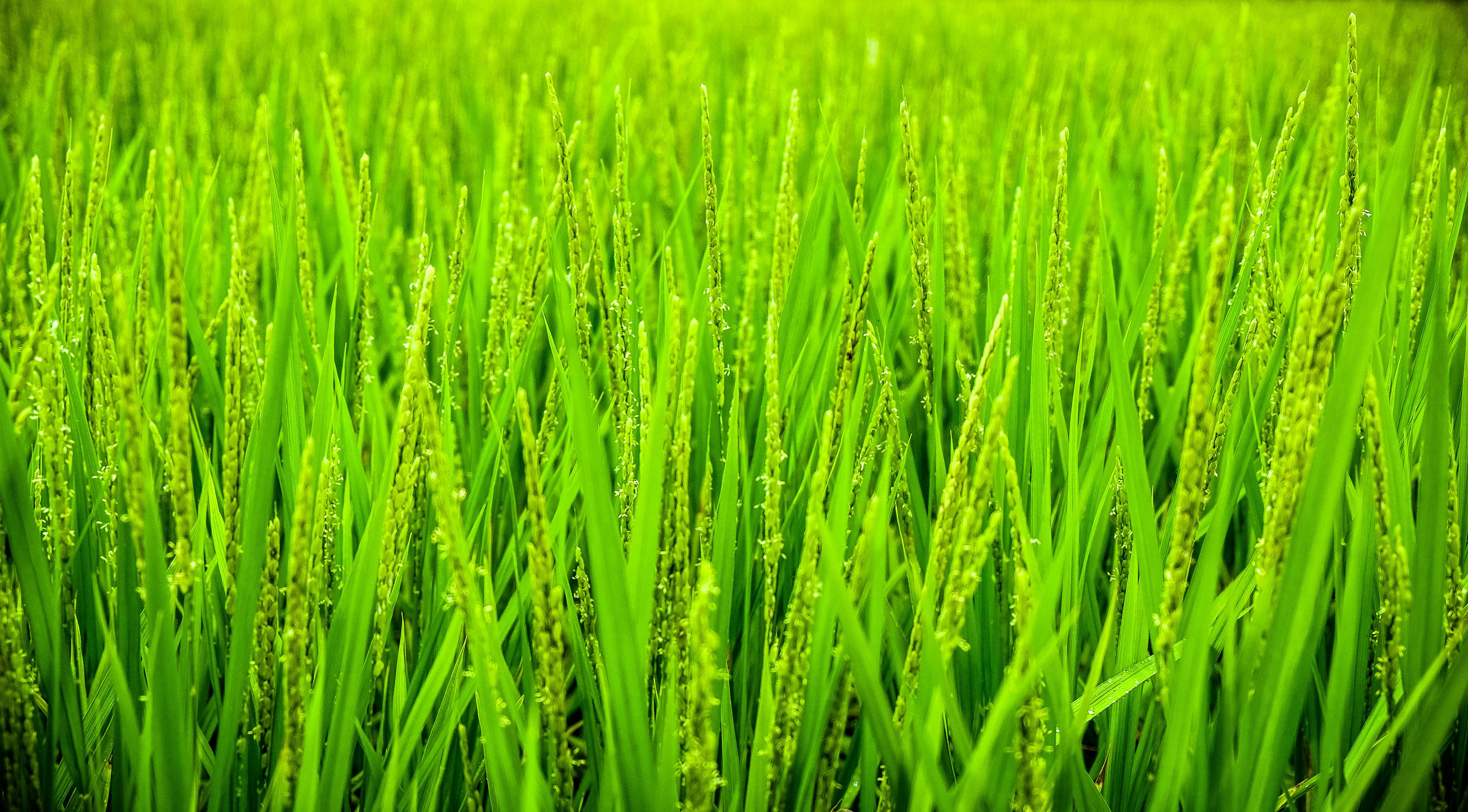 Agriculture Crops Field Fields Green Plant Plantation