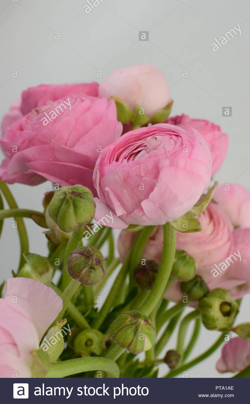 Persian Buttercup Bunch Pale Pink Ranunculus Flowers Light