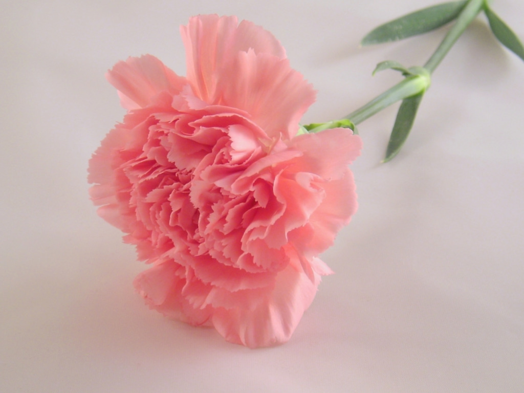 Pretty Pink Carnation Colors Photo