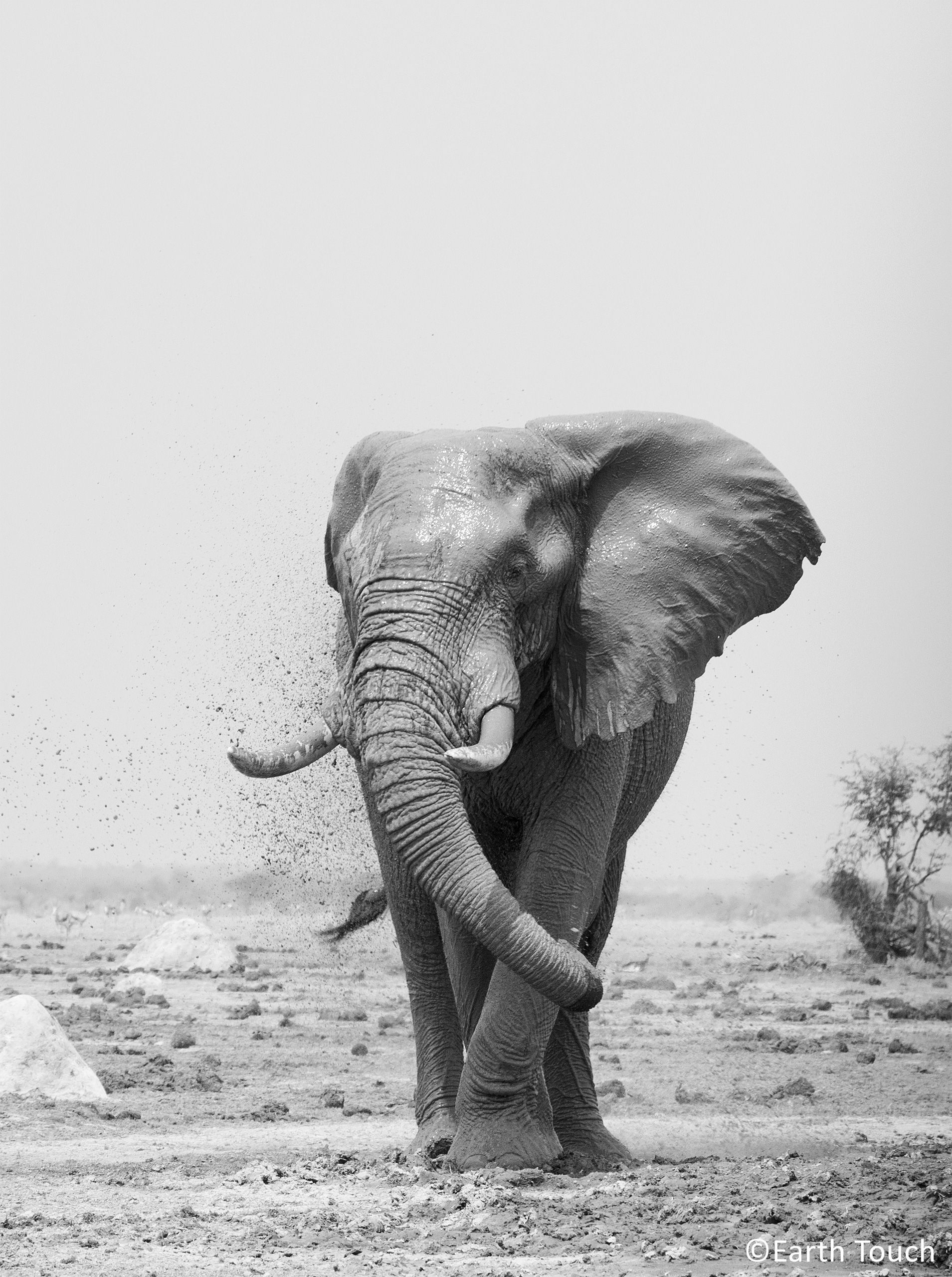 An Elephant Enjoying A Mud Bath In Botswana S Nxai Pan National