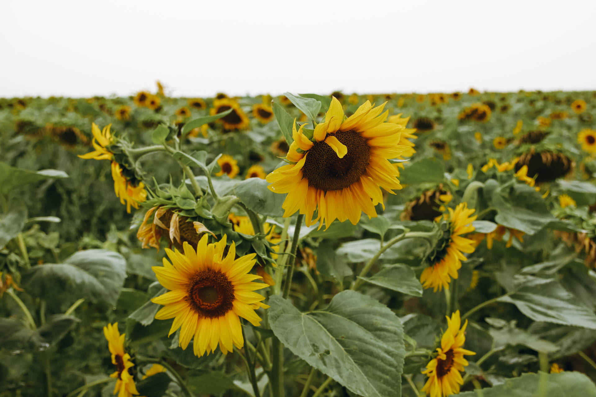 Sunflower Aesthetic Wallpaper