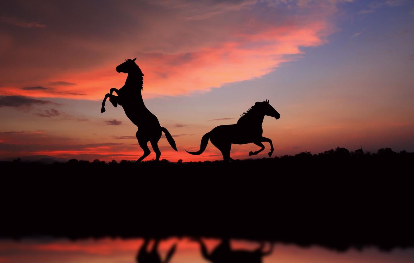 Wallpaper Dom Sunset Horse Horses Picture