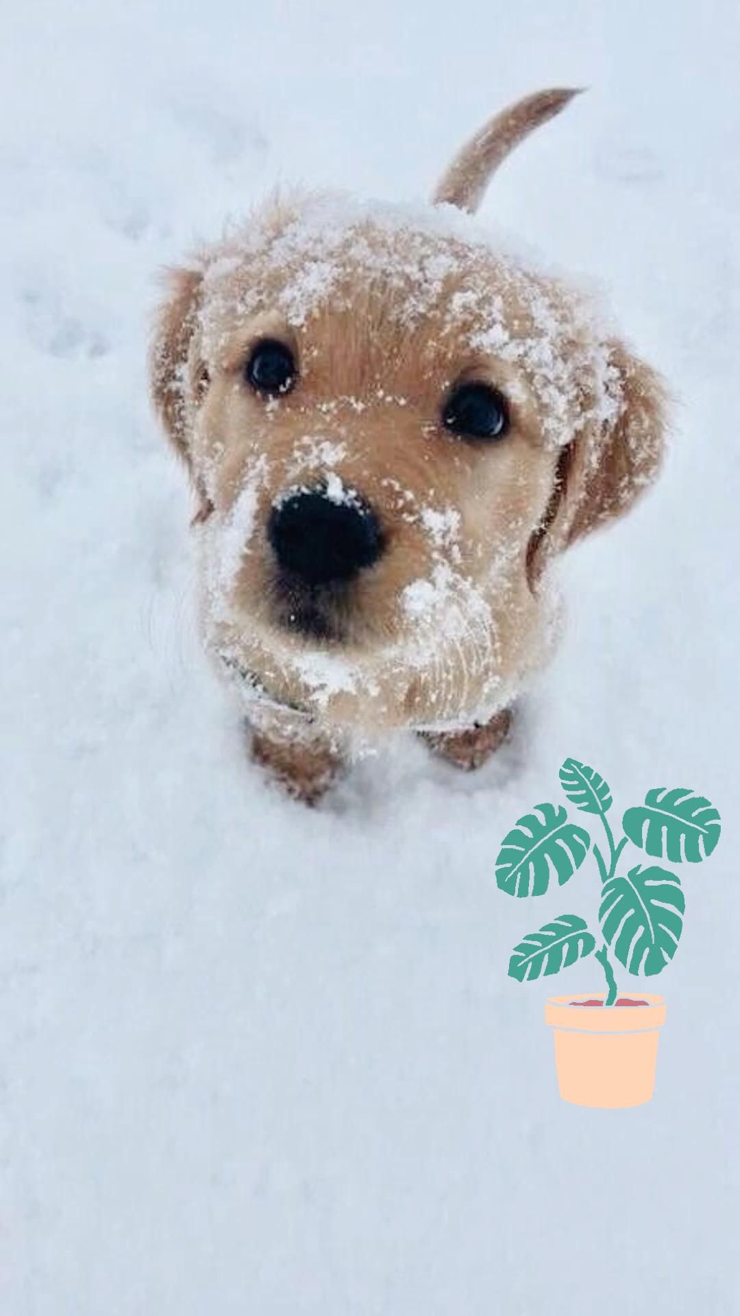Dog Cute Aesthetic Pics Dogs Wallpaper