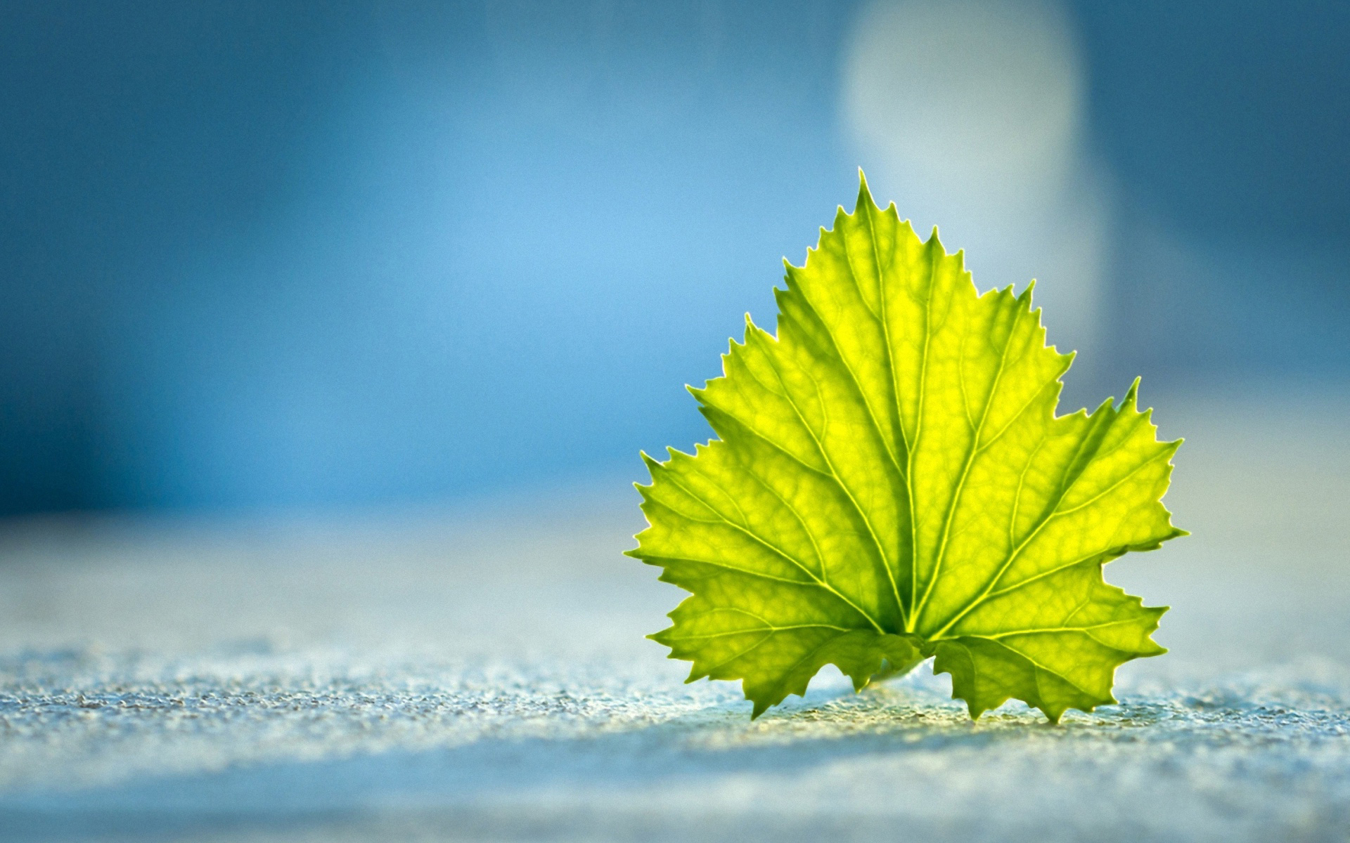 A vibrant green leaf stands out against a blurred blue background, capturing the essence of nature's beauty