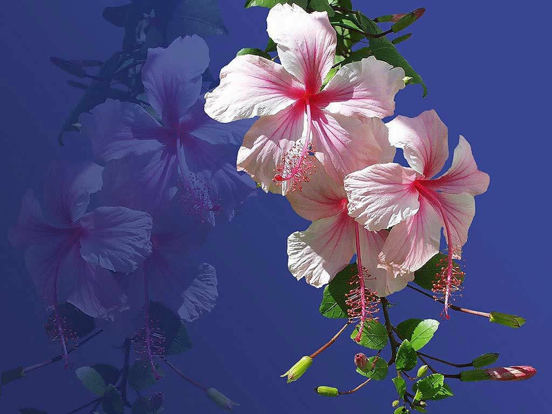 Leaves Hawaiian Flowers Nature HD Desktop Wallpaper