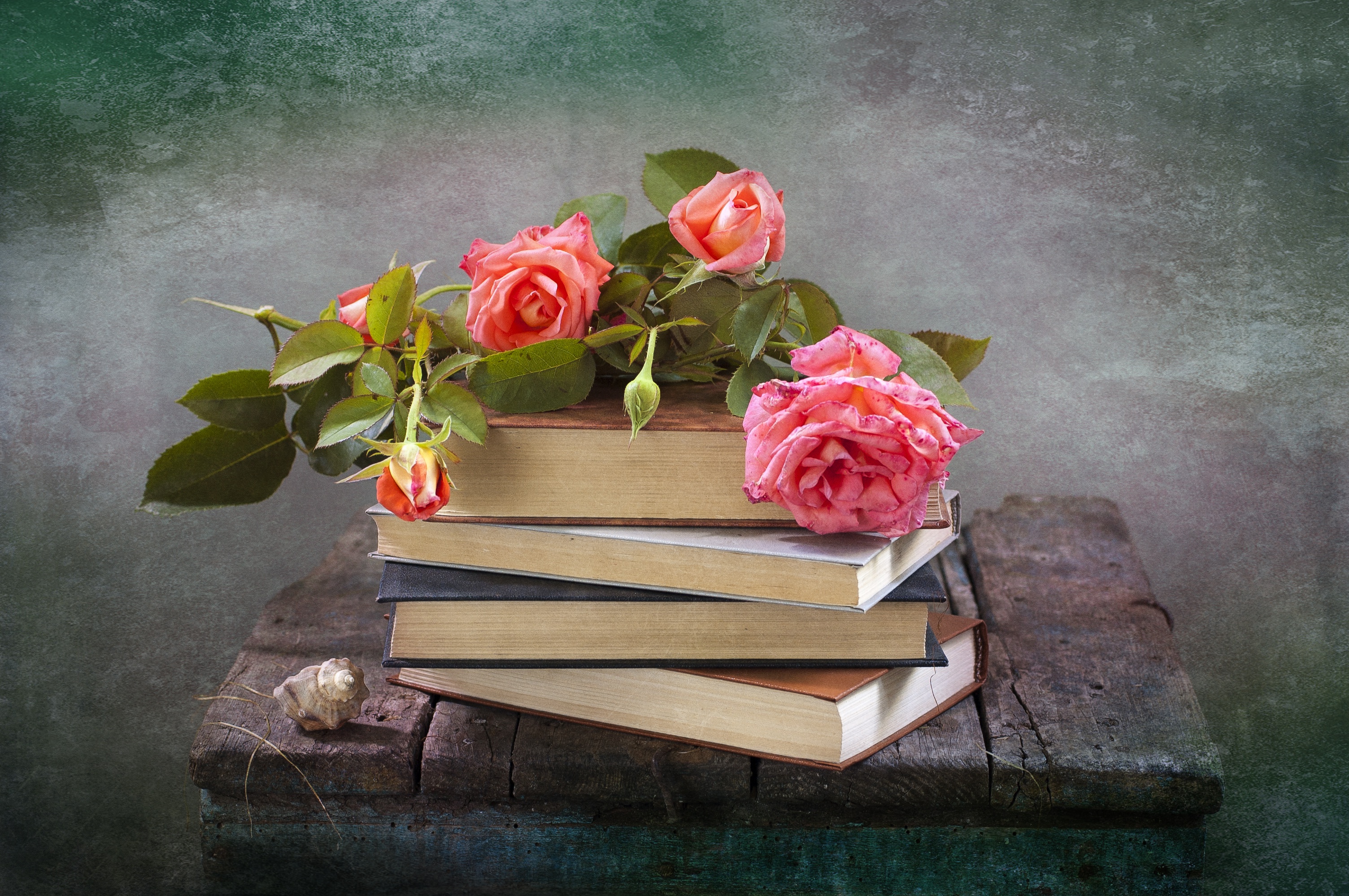 Pink Flower Rose Shell Book Photography Still Life HD Wallpaper