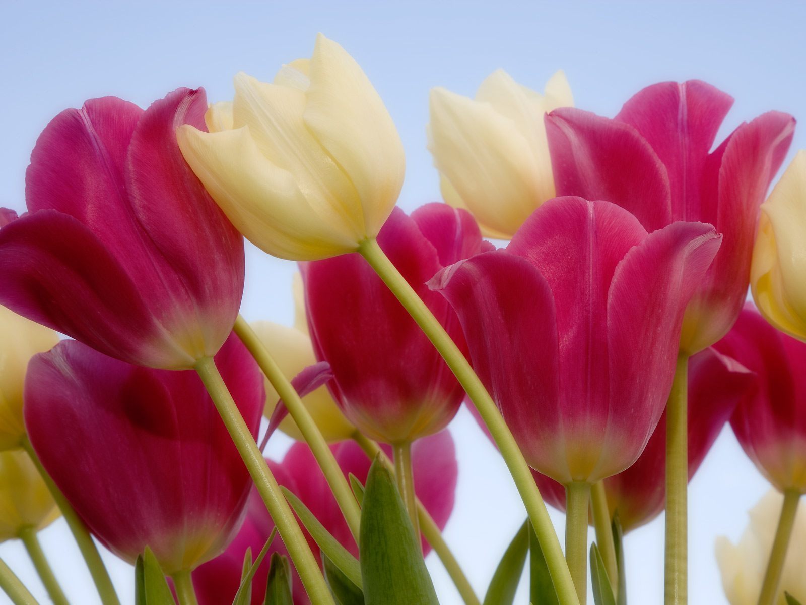 Tulips Flowers Wallpaper