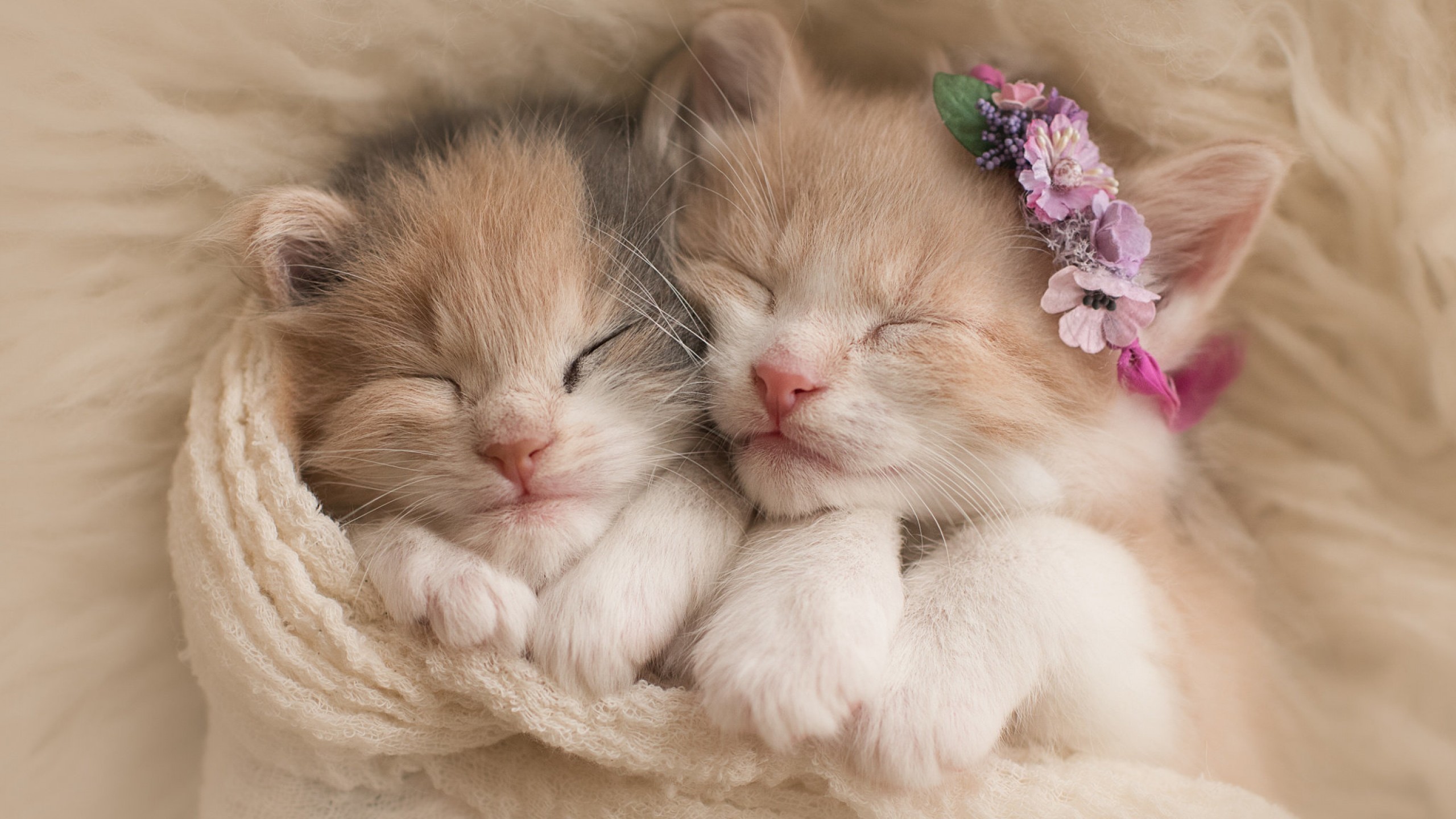 Two adorable kittens cuddle together for a nap, one adorned with a delicate flower crown