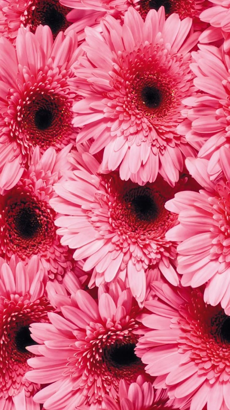 Close Up Flowers Background Gerber Daisy Wallpaper