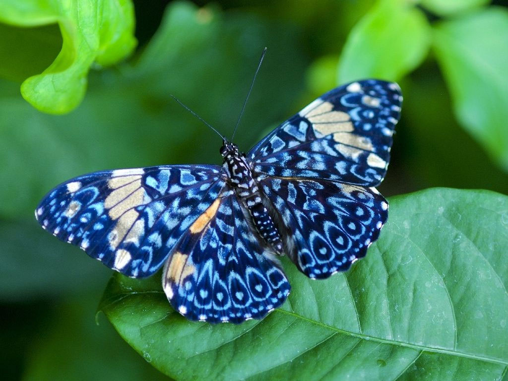 Borboleta Kb