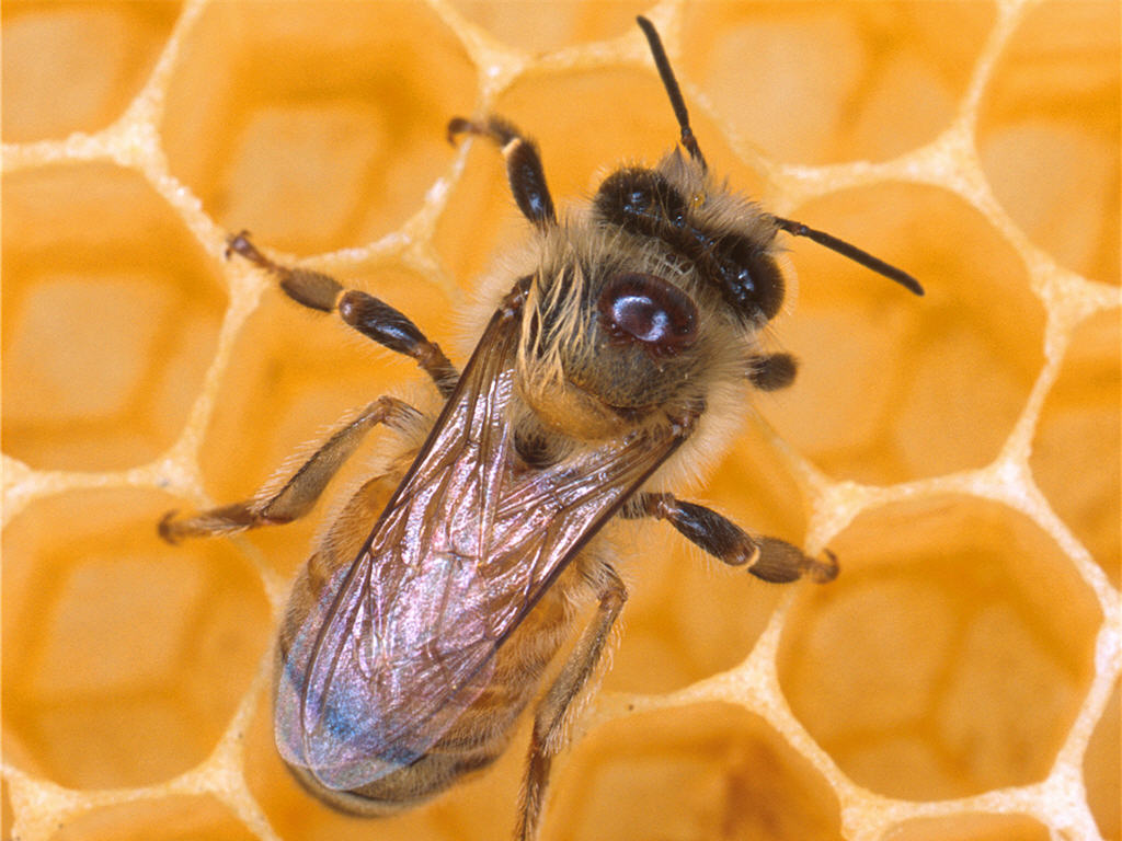 Honey Bee Wallpaper Picture Photo