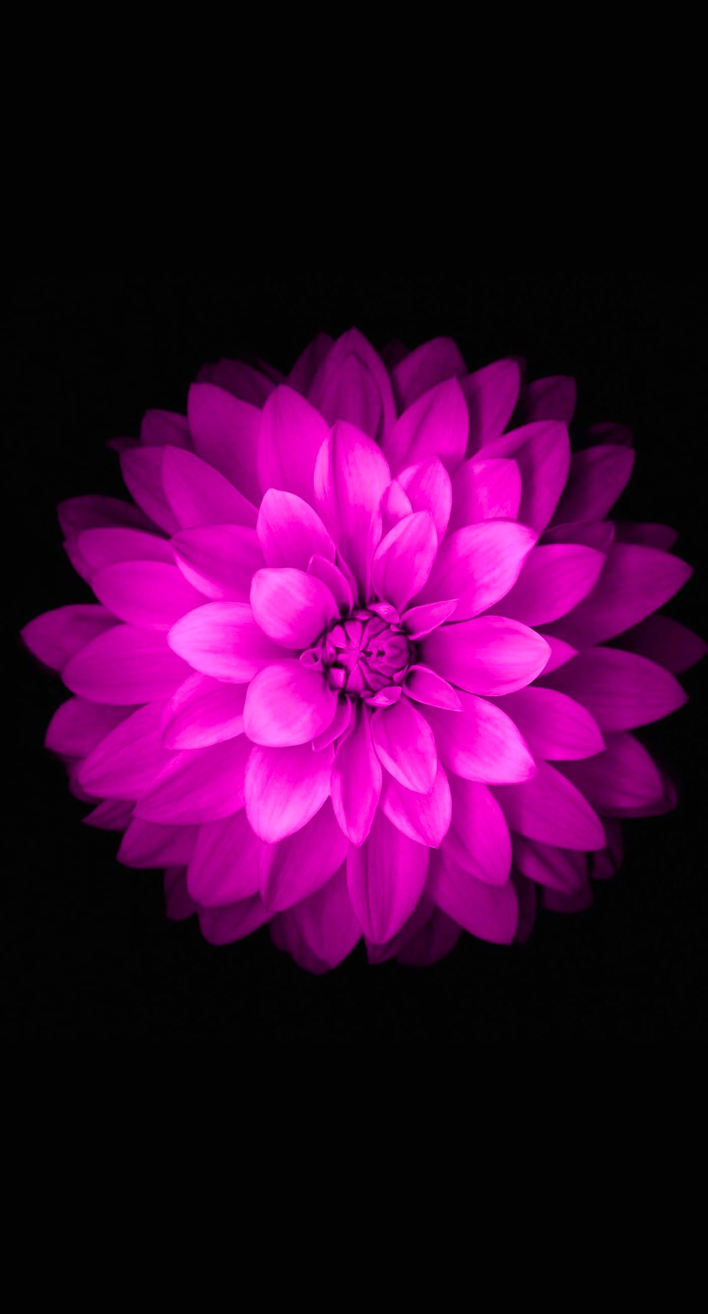 Flower iPhone Wallpaper