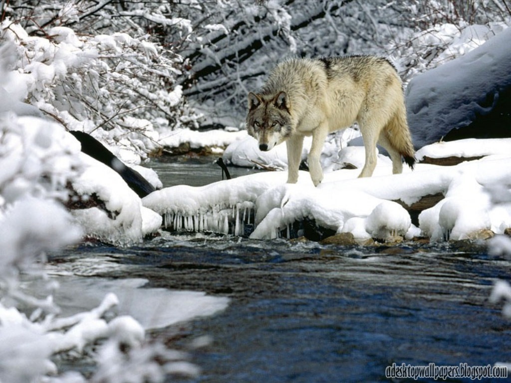 Wolf Animal Desktop Wallpaper