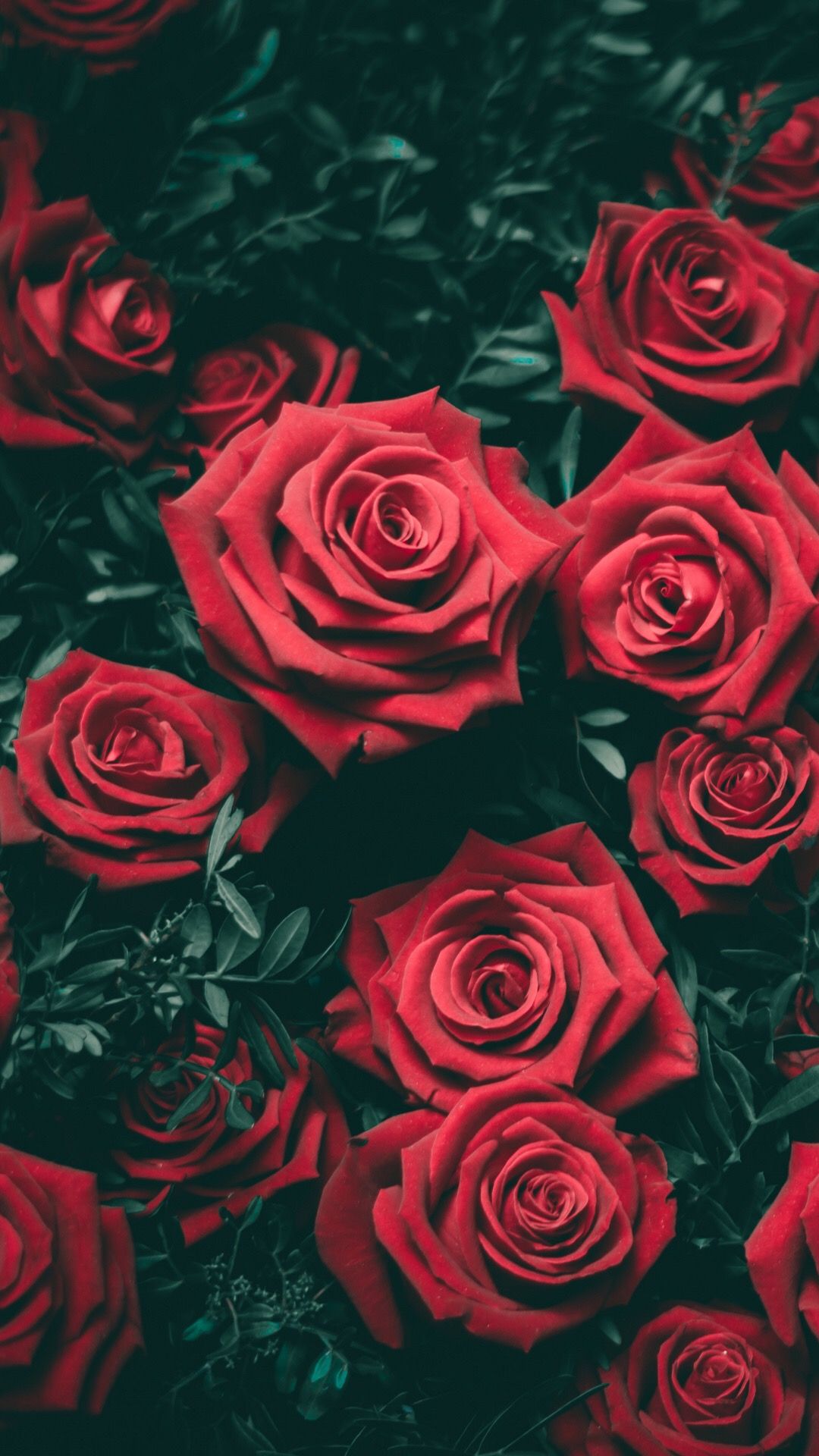 Red Garden Roses Flowers Flower iPhone Wallpaper Rose