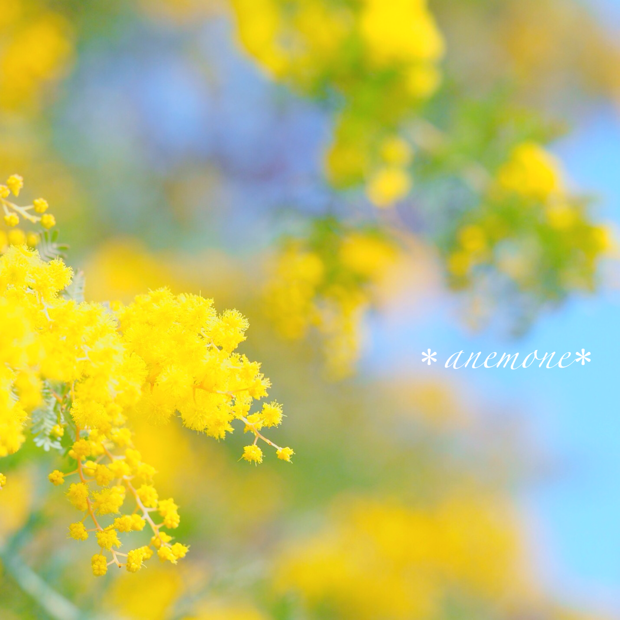 Mimosa Flower Best Background Image Photo