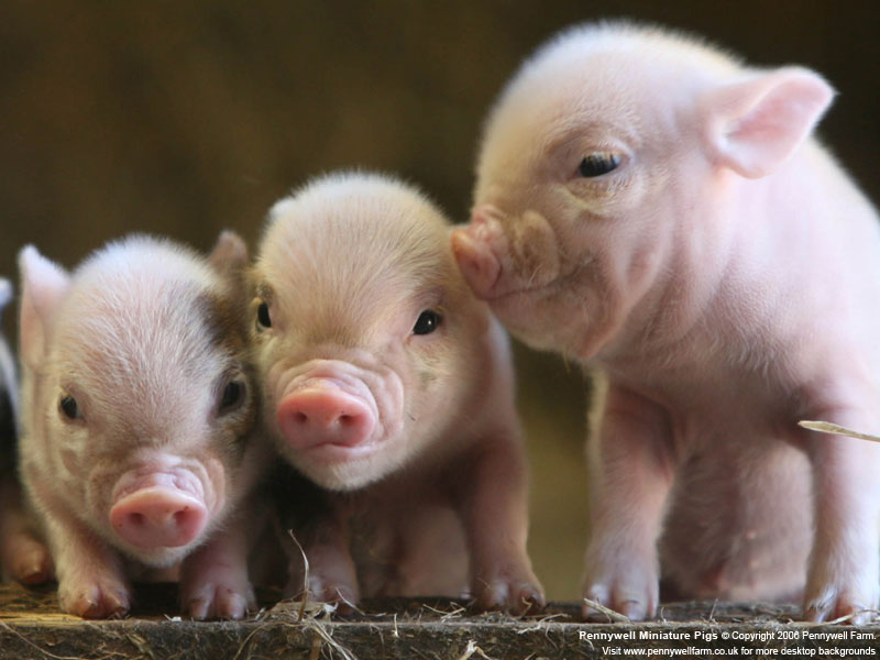 Animal Desktop Wallpaper Pig Background
