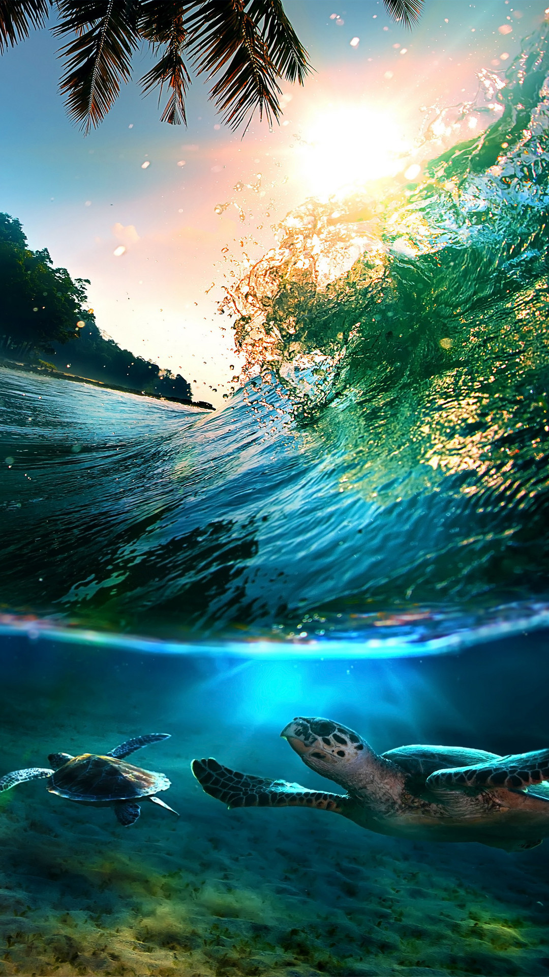 Baby Turtle Wallpaper