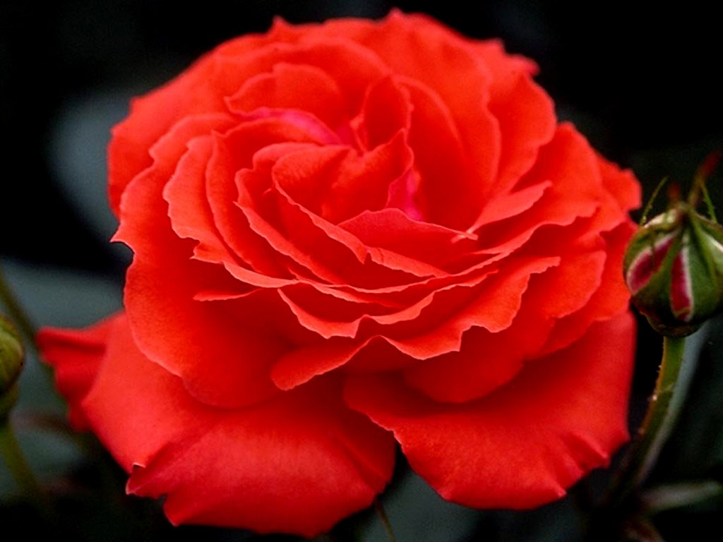 Flower Desktop Wallpaper Beautiful Flowers Red Rose Rode Roos
