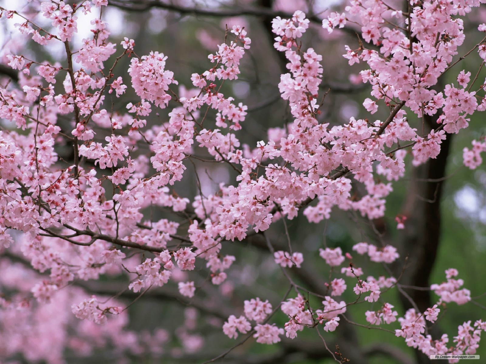 Flower Wallpaper Cherry Blossom
