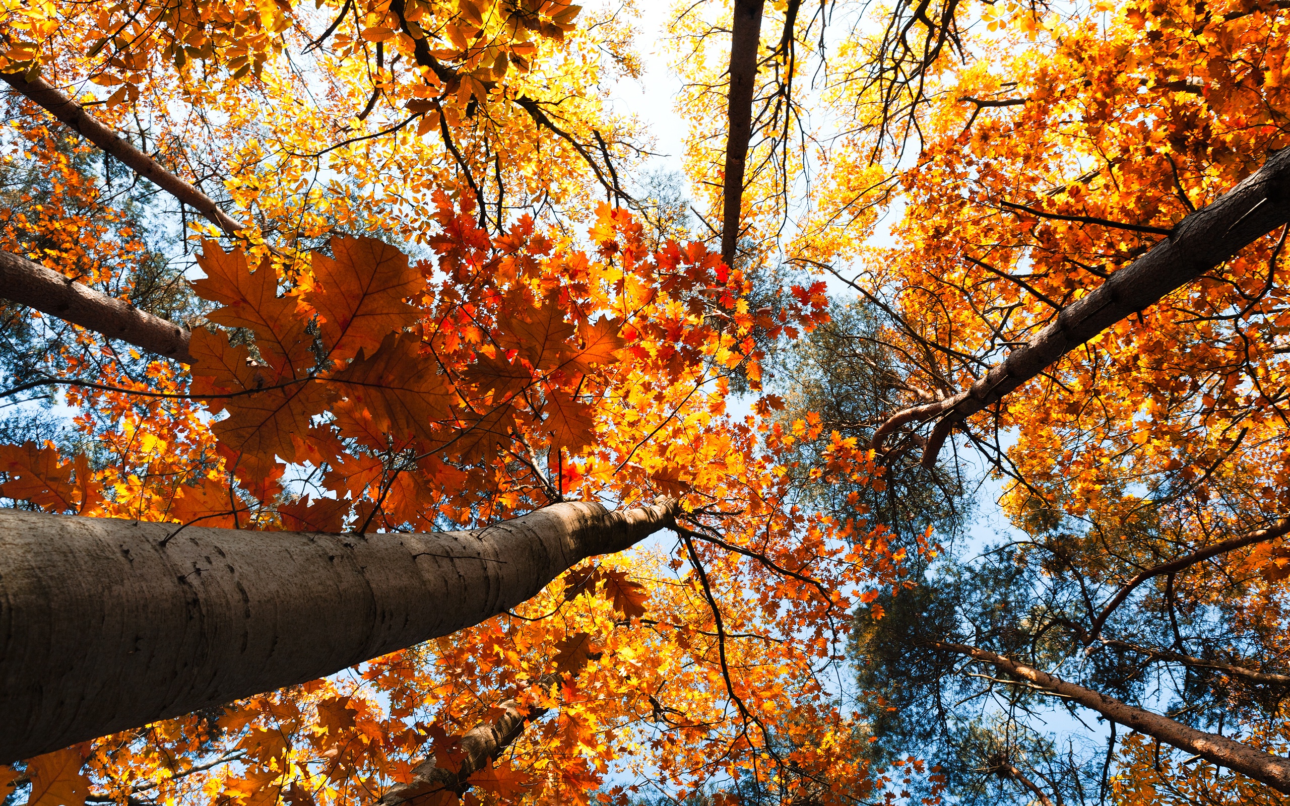 Autumn Trees Leaves Wallpaper