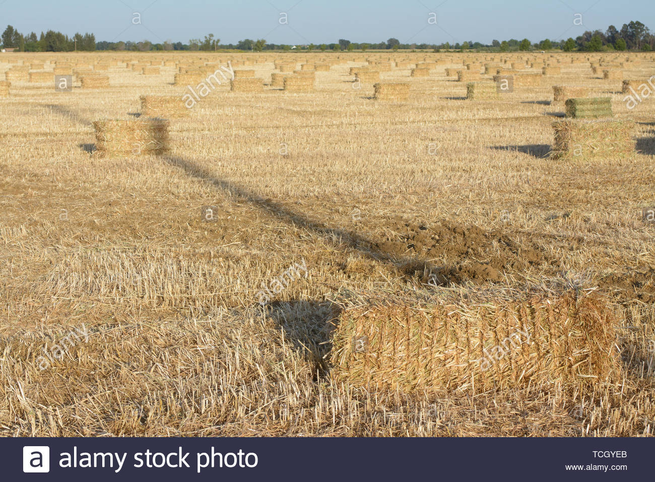 Bales Of Hay Packed On Stubble Field Countryside Background