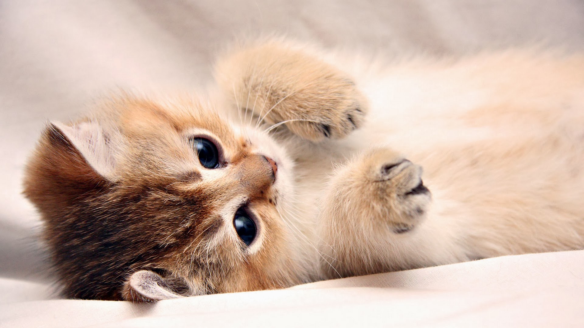 Cute Kitten Cat Photo Image 2k HD Wallpaper 1920x1080